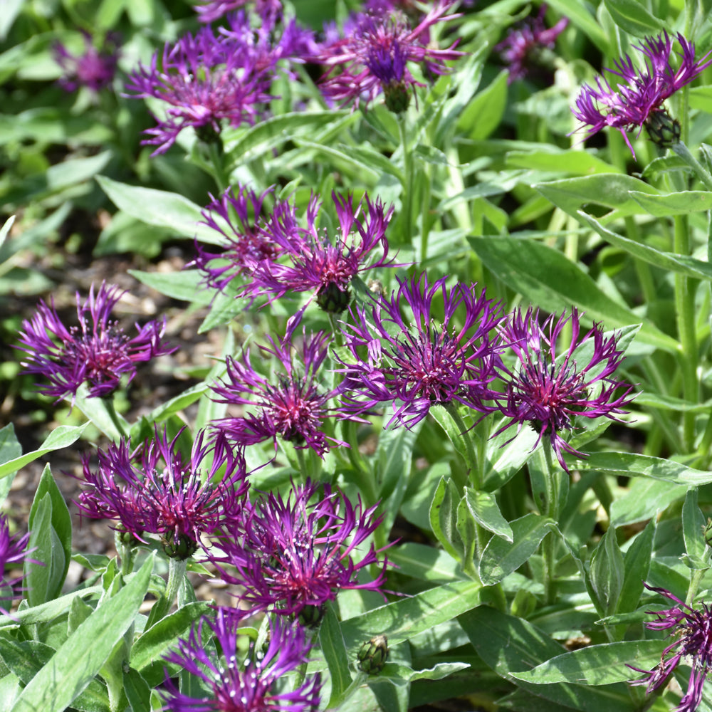 Amethyst Dream Cornflower