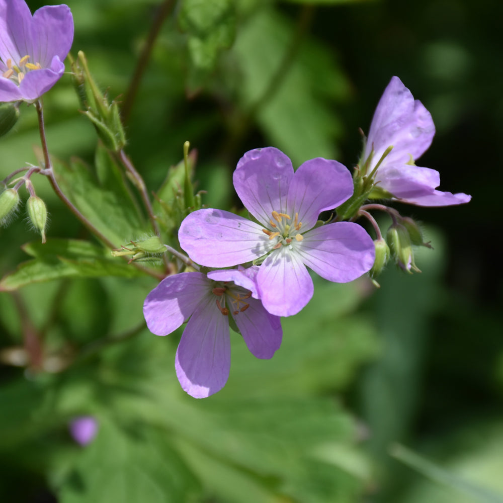 Spotted Cranesbill