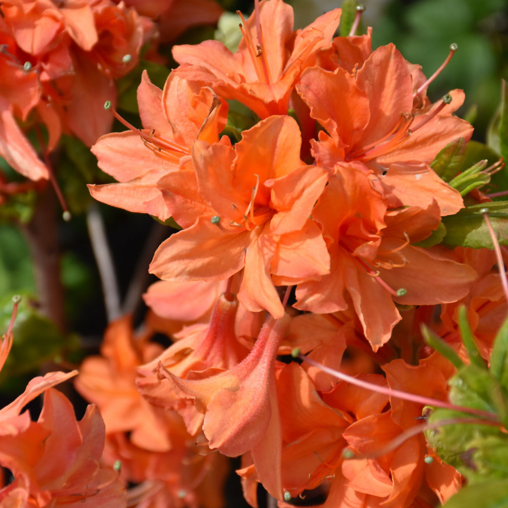 Rhododendron 'Mandarin Lights'