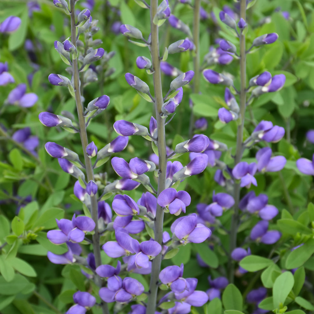 Baptisia australis