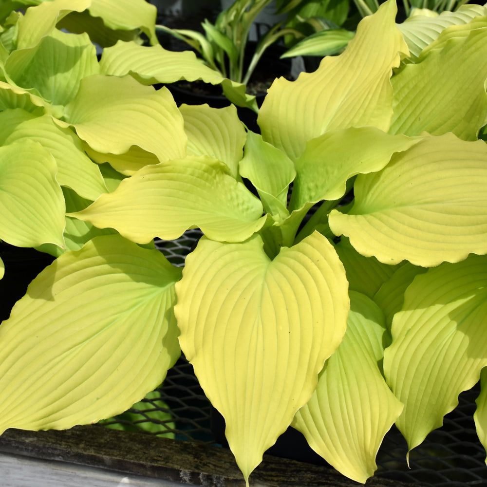 Dancing Queen Hosta