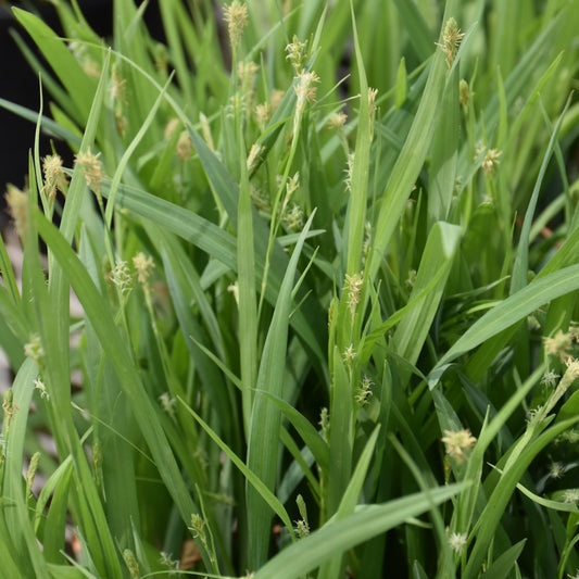 Carex laxiculmis 'Hobb'