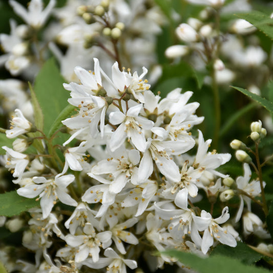 Deutzia 'NCDX1'