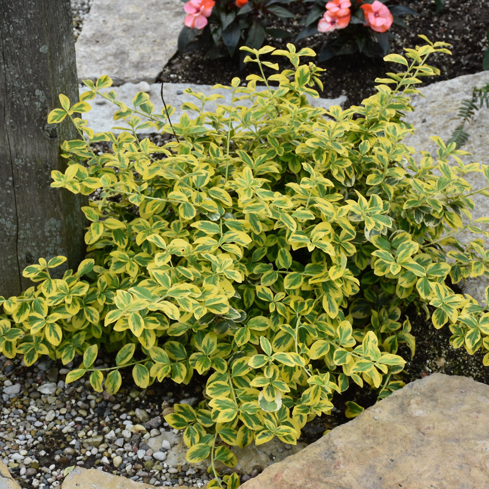 Gold Splash® Wintercreeper