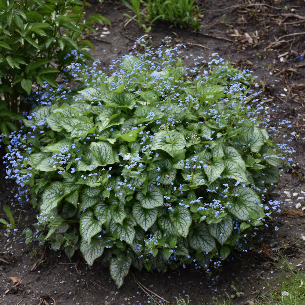 Sea Heart Bugloss