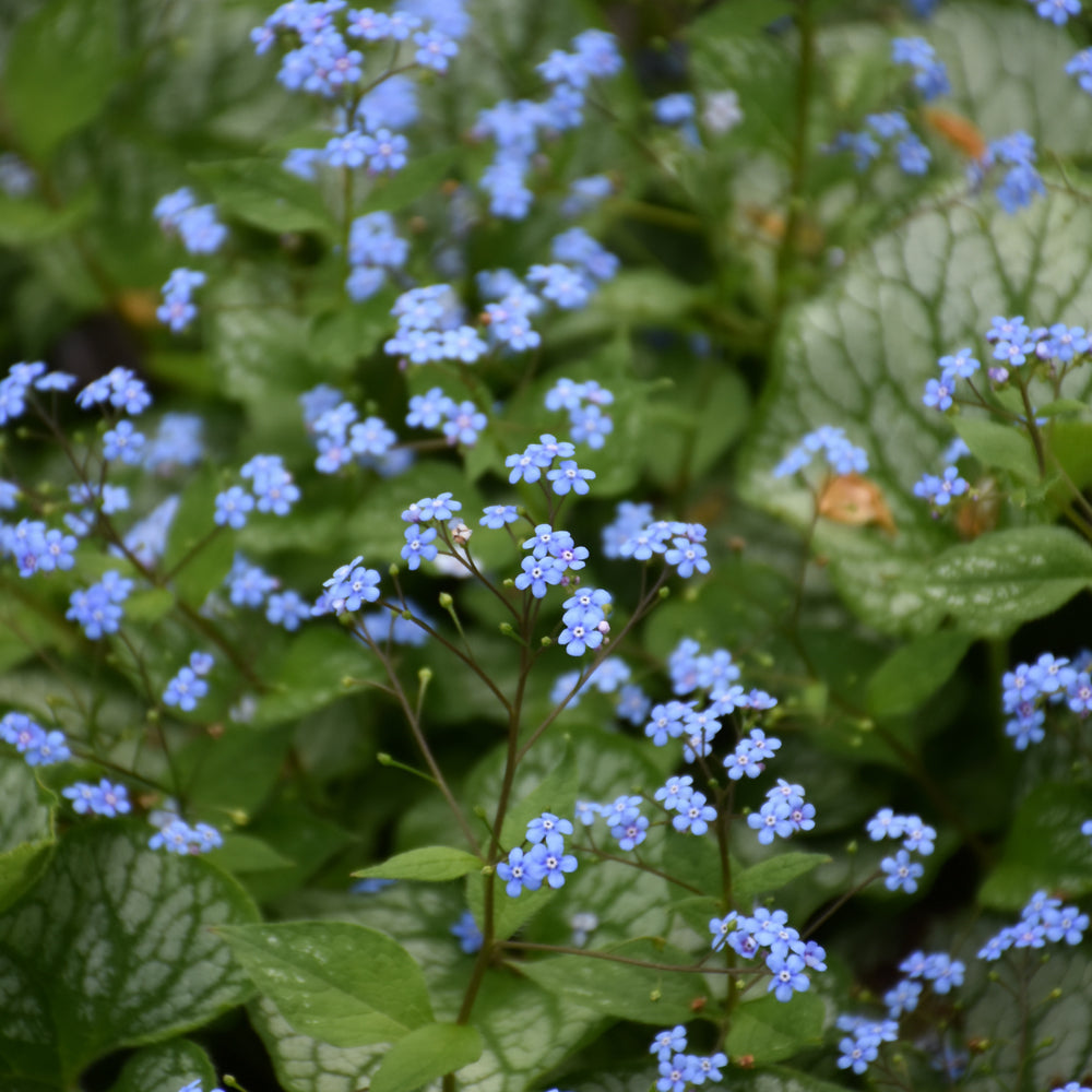 Brunnera macrophylla 'Sea Heart'