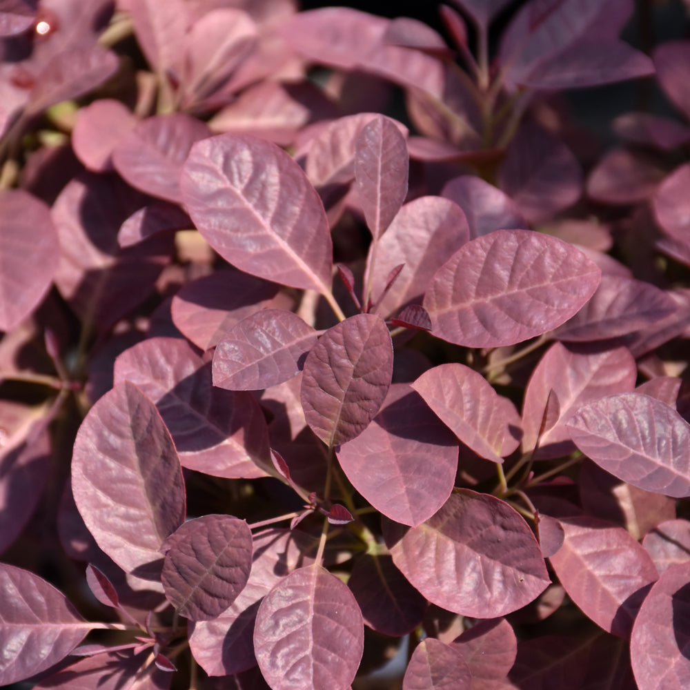 Cotinus coggygria 'Cotsidh5'