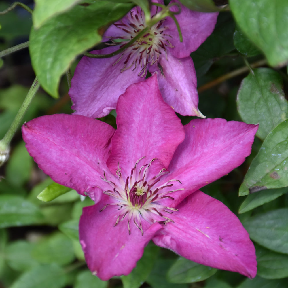 Tekla™ Clematis