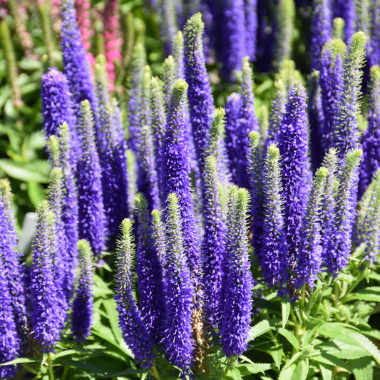 Veronica spicata 'Royal Candles'