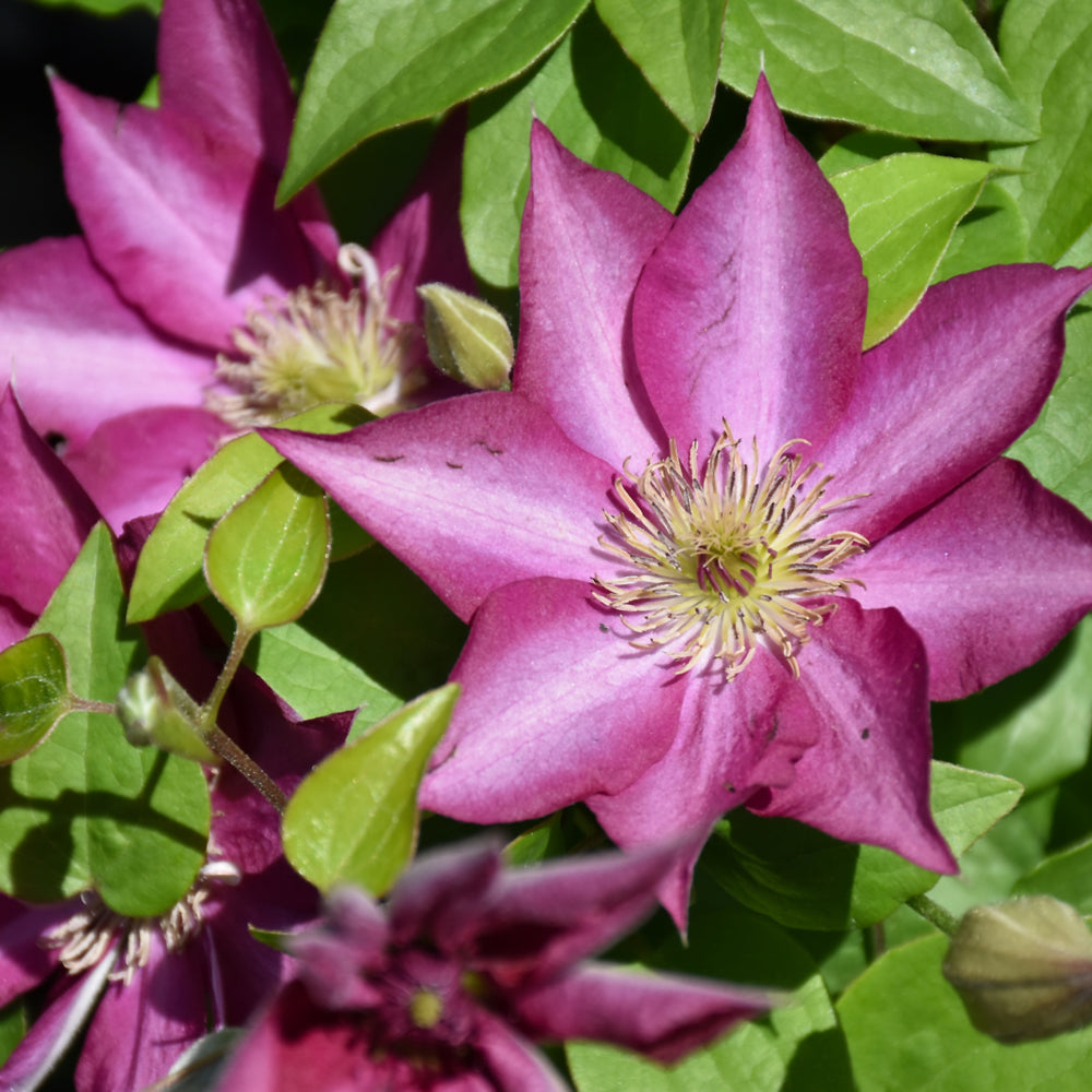 Clematis 'Evipo069'