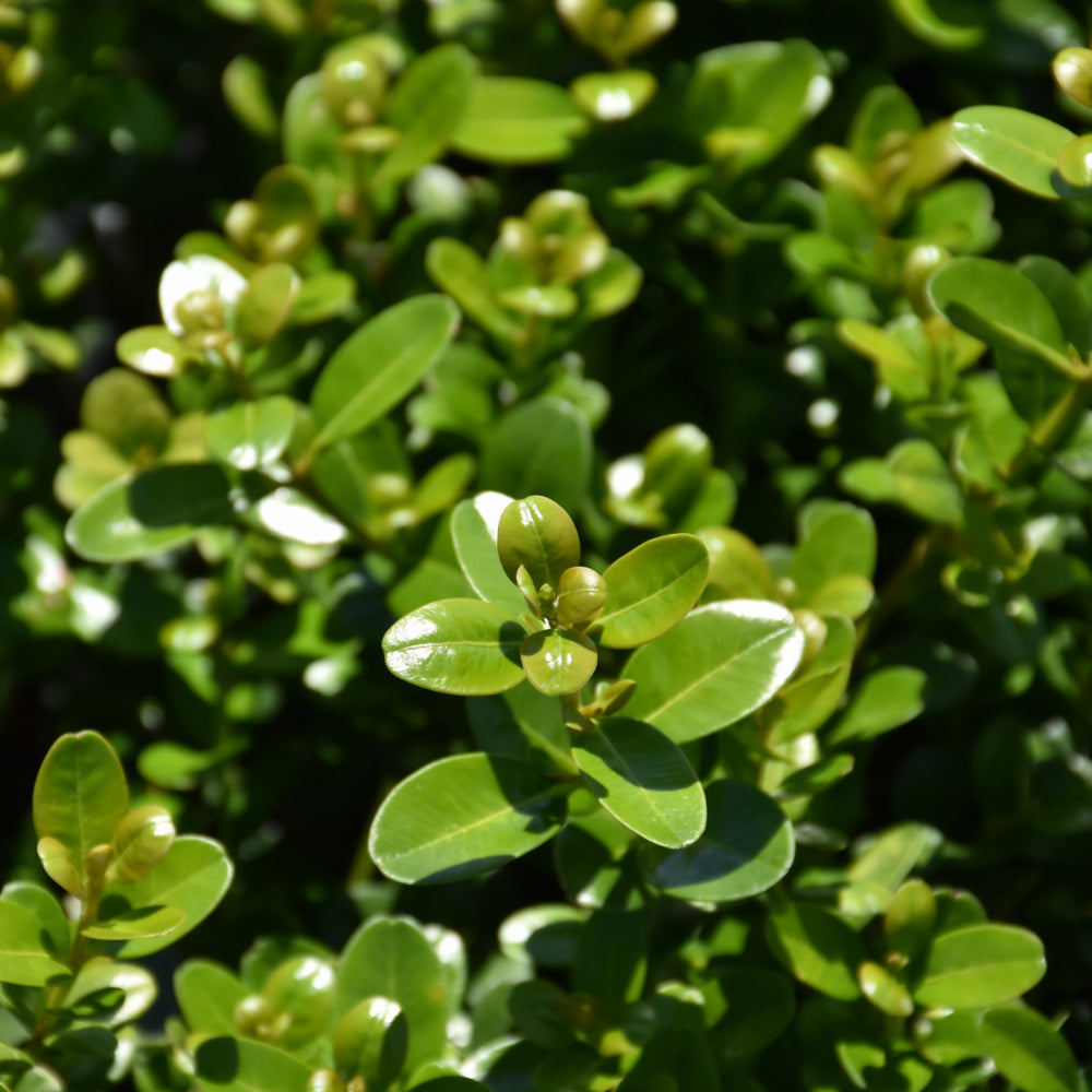 Sprinter® Boxwood