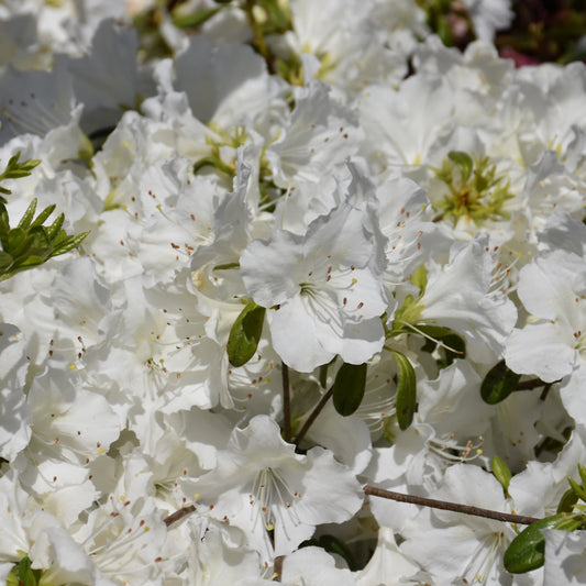 Rhododendron 'Girard's Pleasant White'