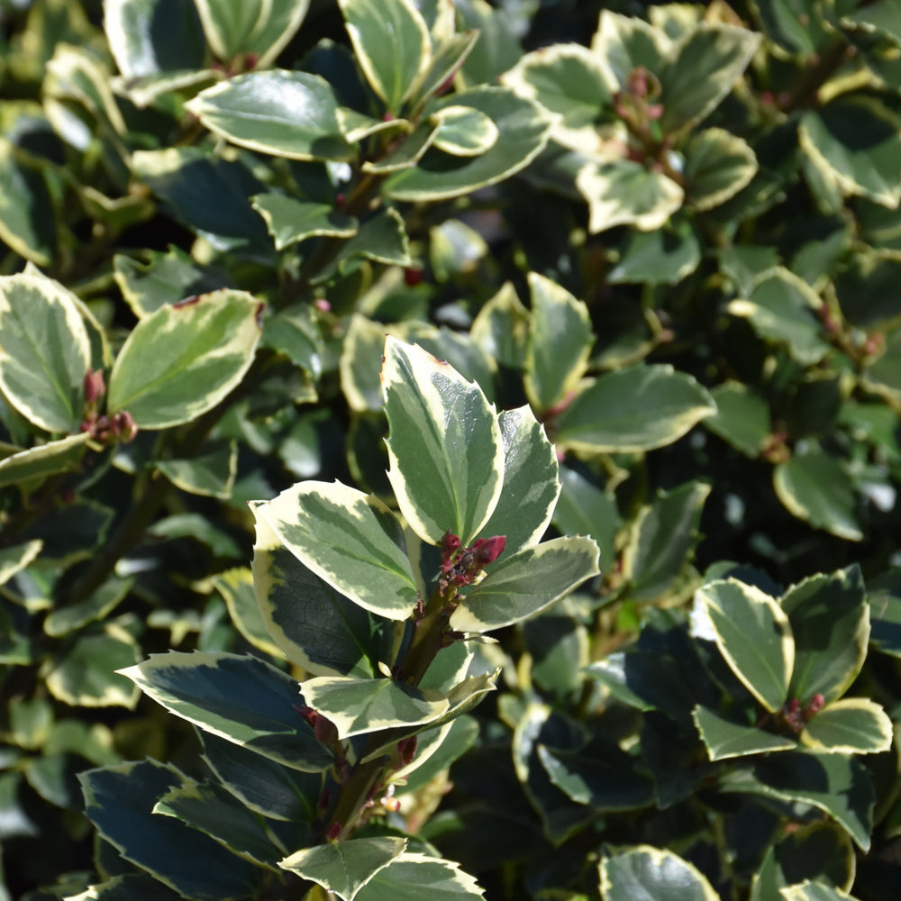 Ilex x meserveae 'Honey Maid'