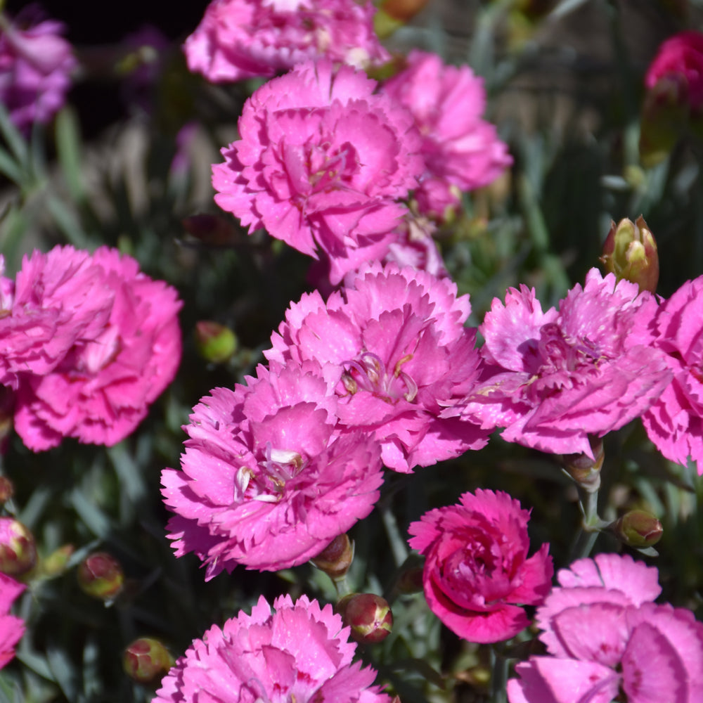 Dianthus 'EverLast Orchid'