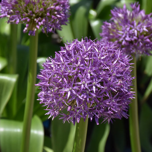 Allium 'Globemaster'