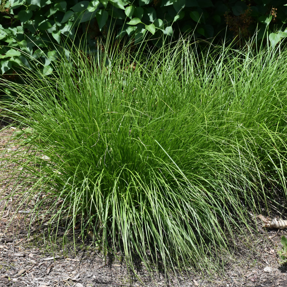 Carex vulpinoidea