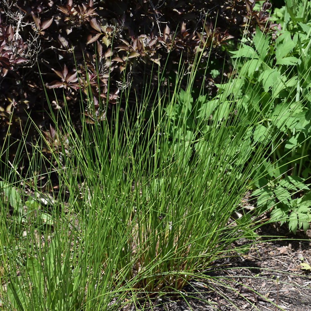 Juncus effusus