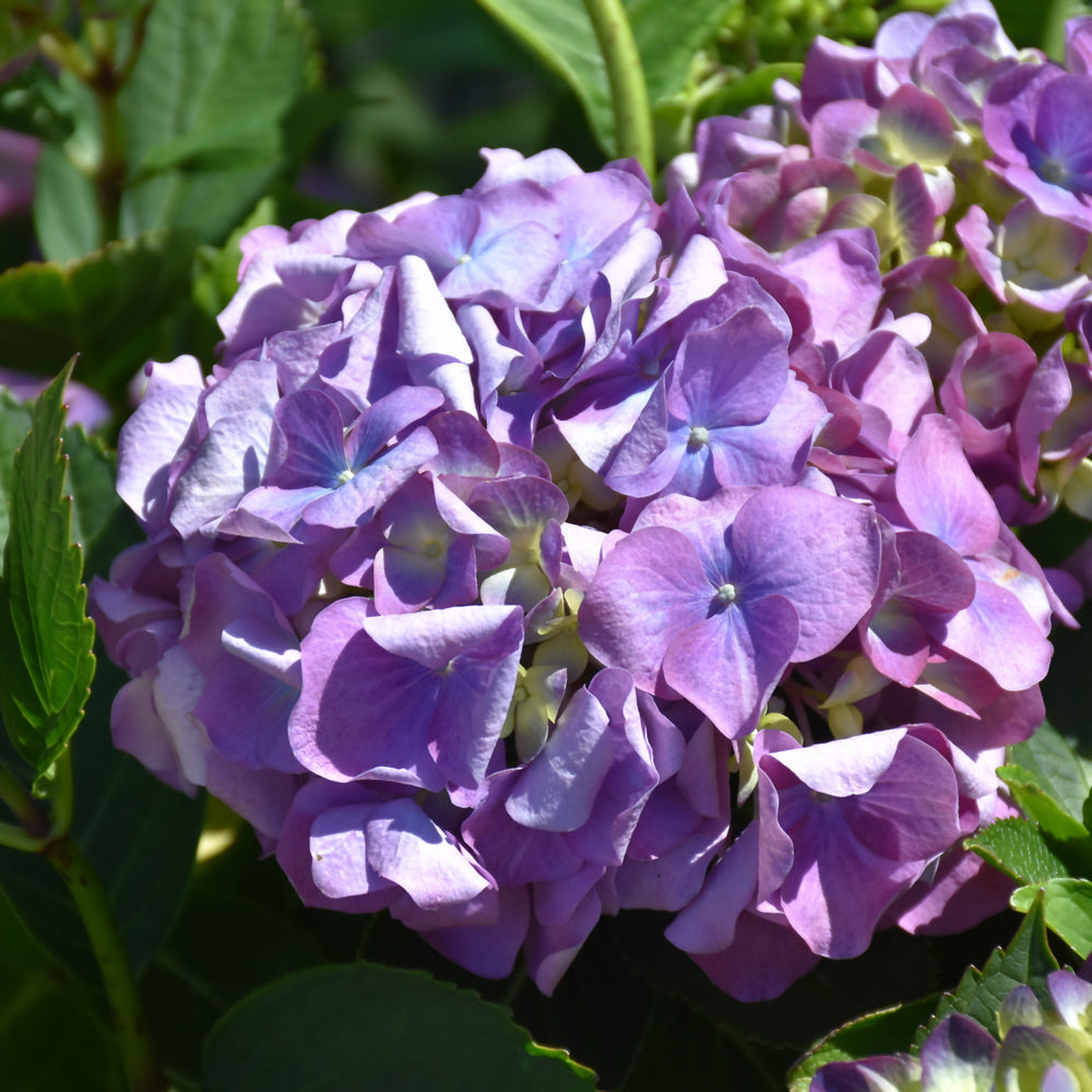 L.A. Dreamin'® Hydrangea