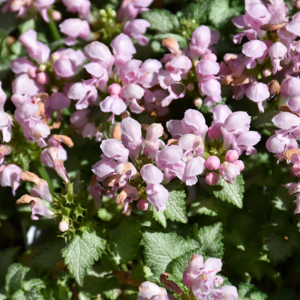 Lamium maculatum 'Pink Pewter'