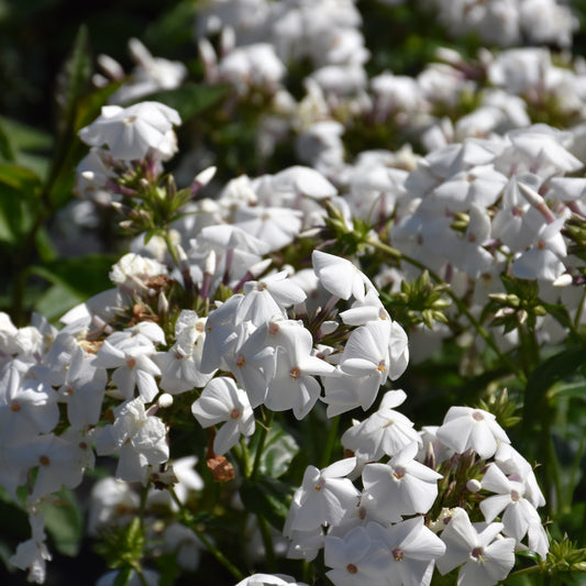 Phlox 'Opening Act White'