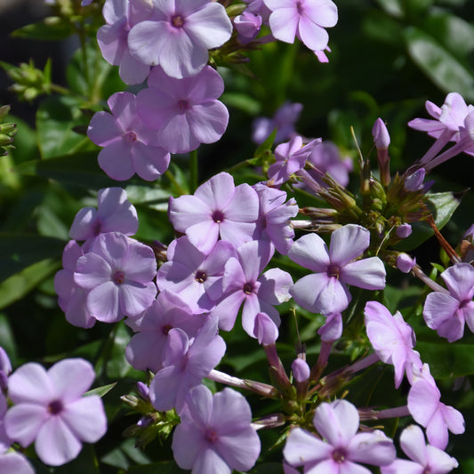 Phlox 'Opening Act Blush'