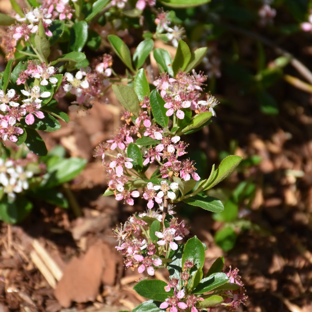 Ground Hug™ Aronia