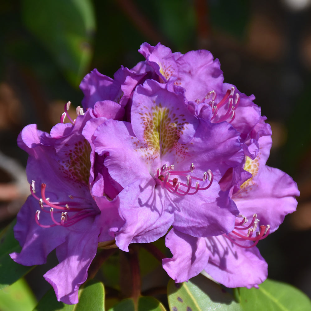 Rhododendron 'LAVJ2011'