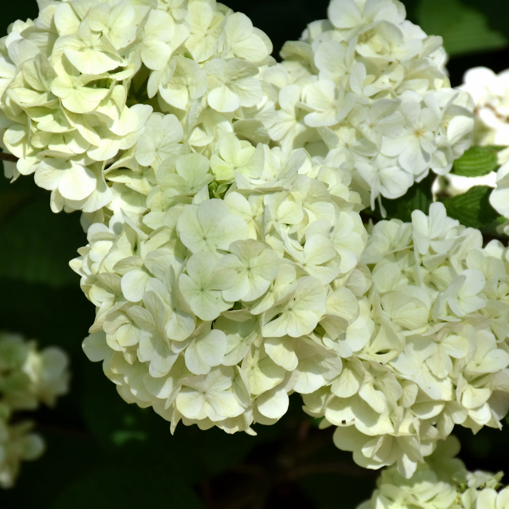 Viburnum plicatum 'PIIVIB-II'