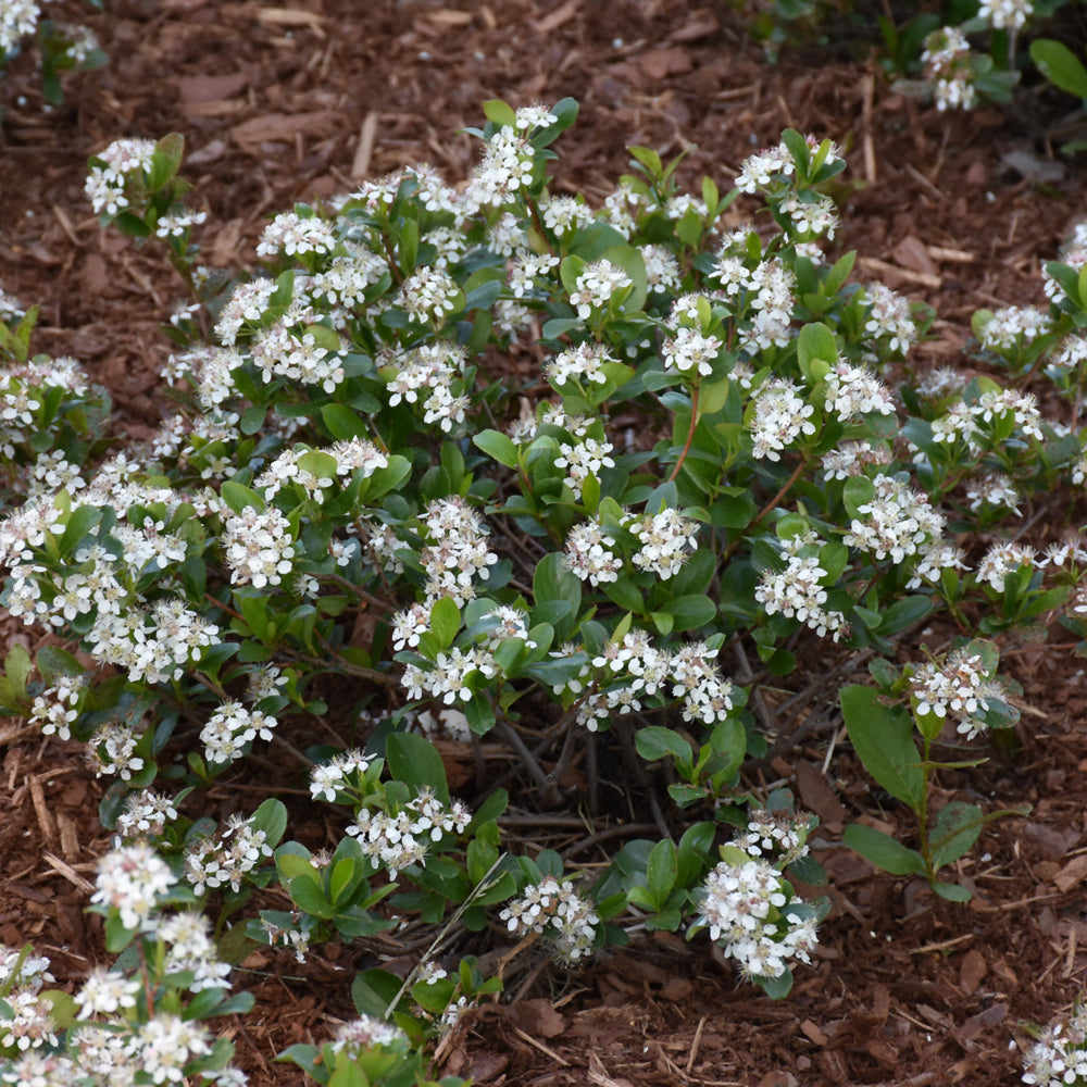 Aronia melanocarpa 'UCONNAM165'