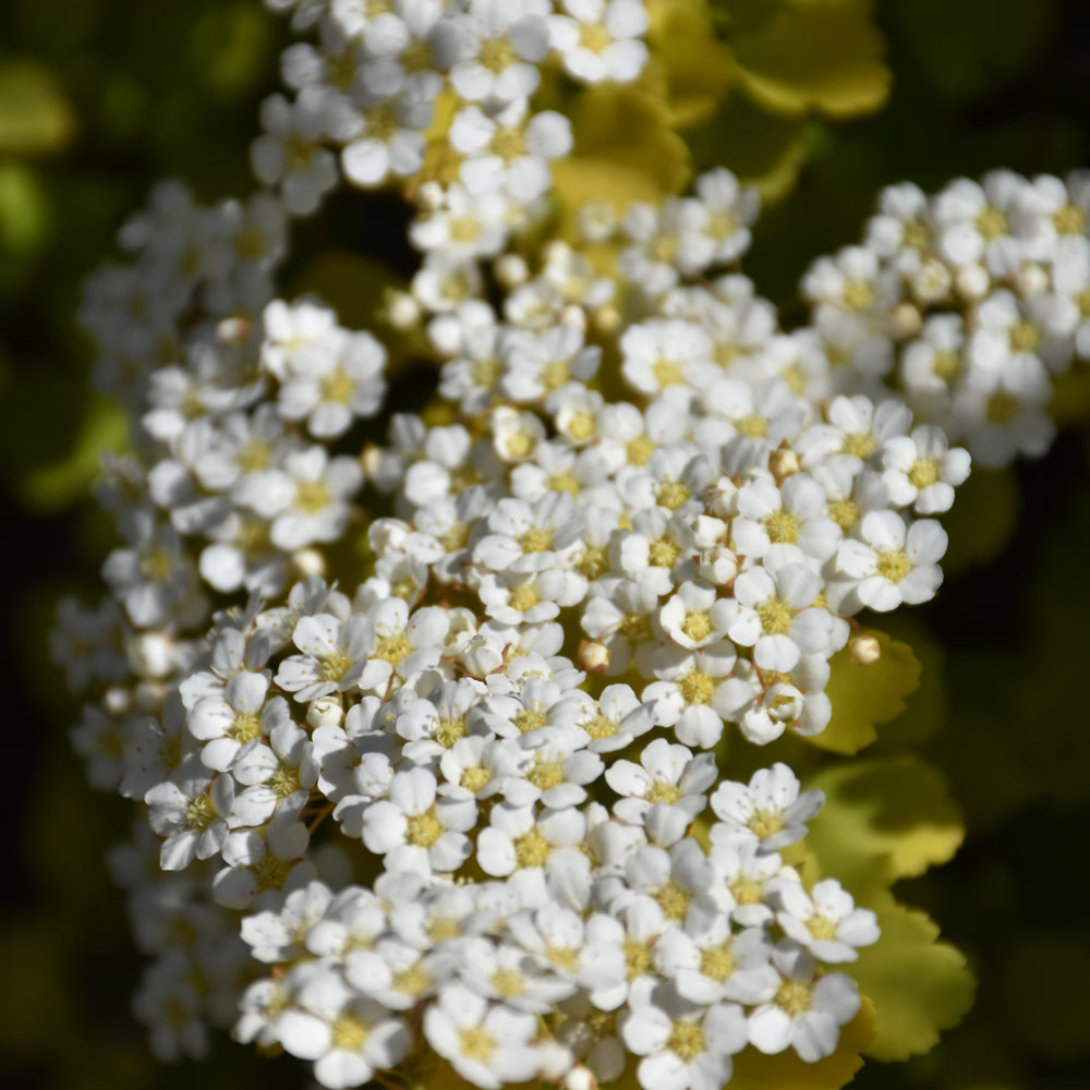 Glow Girl® Birch Leaf Spirea