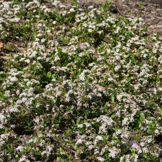 Aronia melanocarpa 'UCONNAM012'