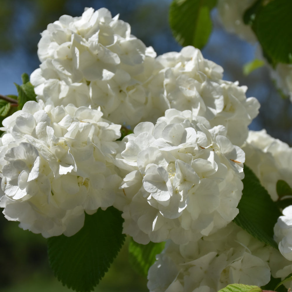 First Editions® Opening Day™ Doublefile Viburnum