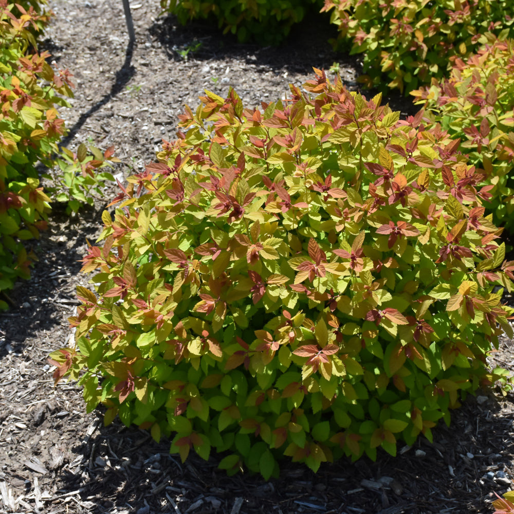 Double Play Big Bang® Spirea