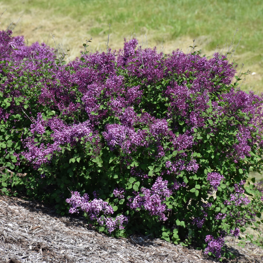 Bloomerang® Dark Purple Lilac