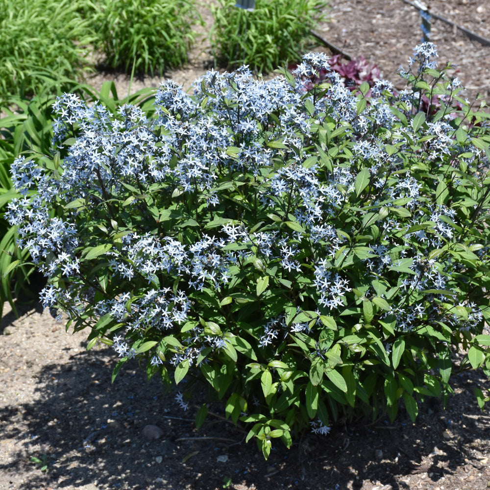 Storm Cloud Bluestar