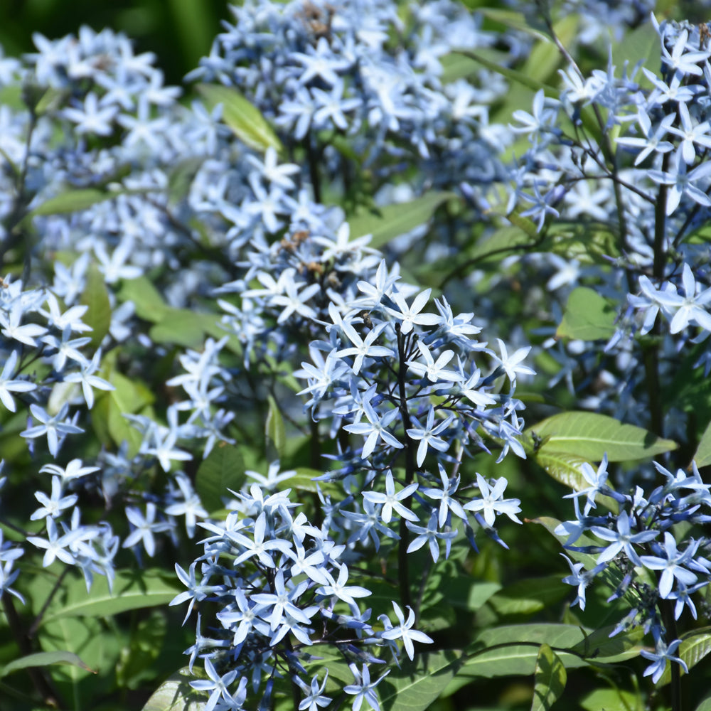 Amsonia tabernaemontana 'Storm Cloud'