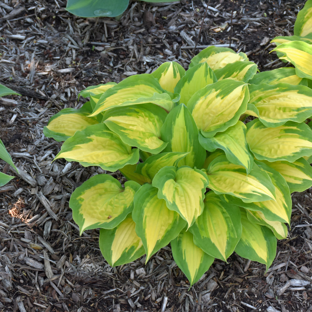 Island Breeze Hosta