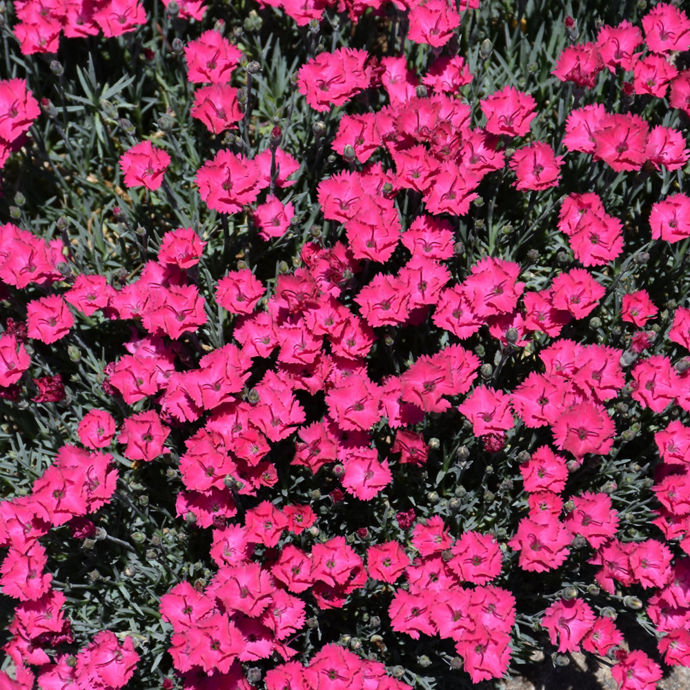 Dianthus 'Paint The Town Red'