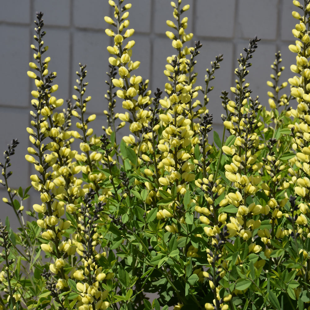 Baptisia 'American Goldfinch'