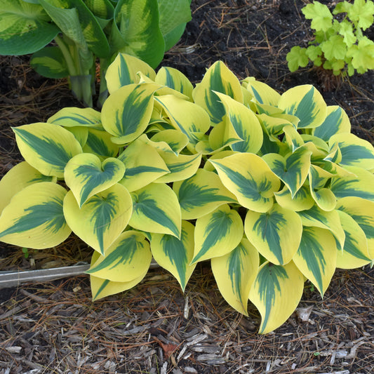 Hosta 'Autumn Frost'