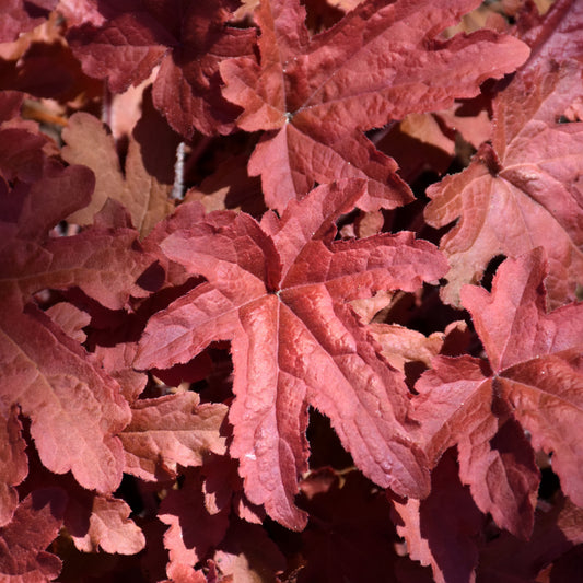 Heucherella 'Red Rover'