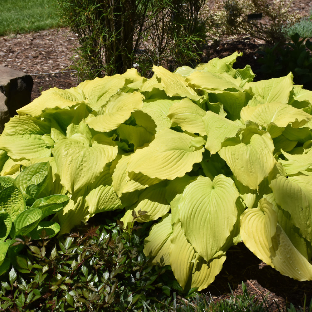 Hosta 'Dancing Queen'