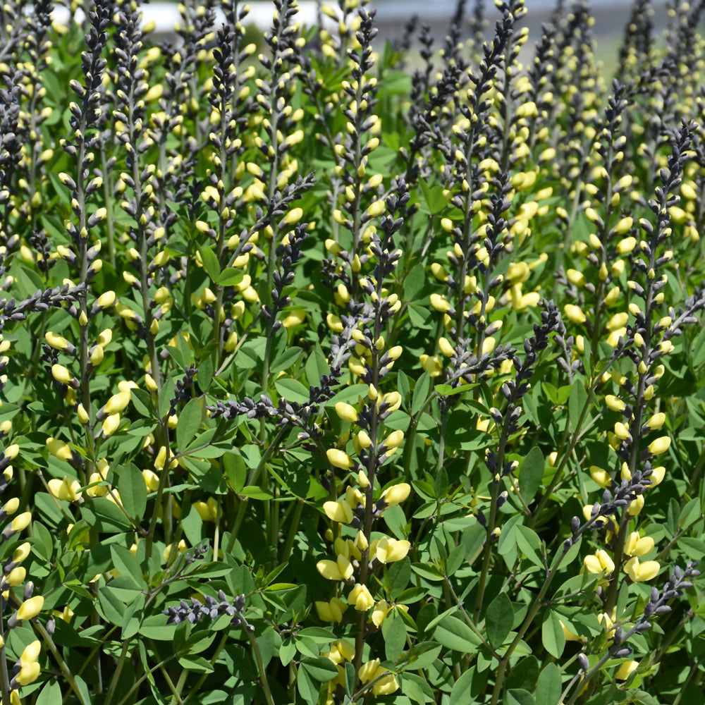 Decadence® Lemon Meringue False Indigo