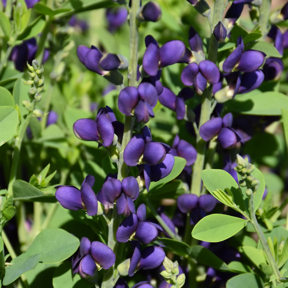 Baptisia 'Sparkling Sapphires'