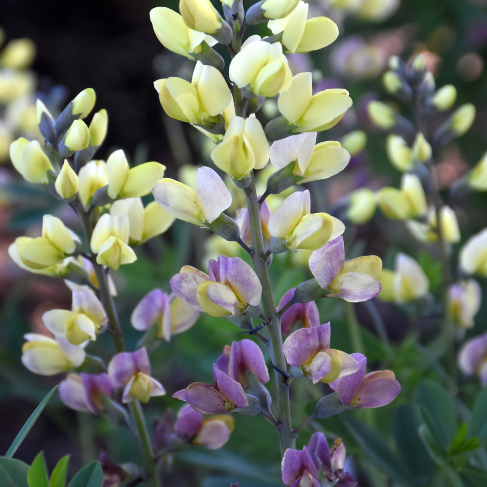 Baptisia 'Pink Lemonade'