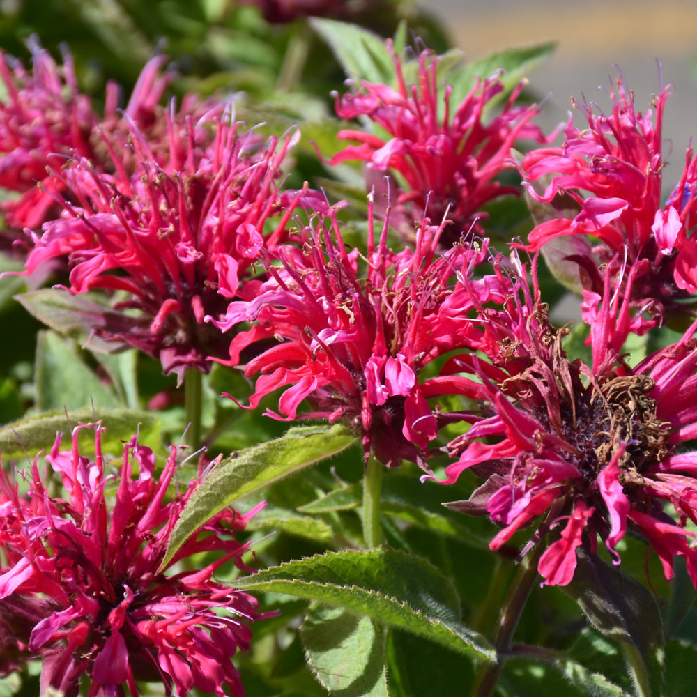 Monarda didyma 'Pardon My Cerise'