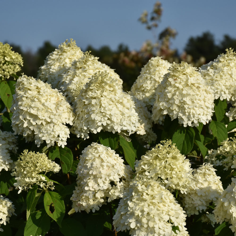 Hydrangea paniculata 'Limelight'