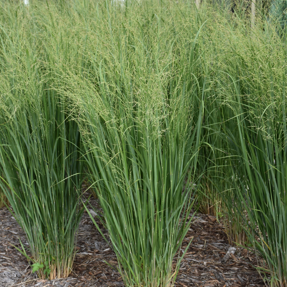 Prairie Winds® Totem Pole Switch Grass