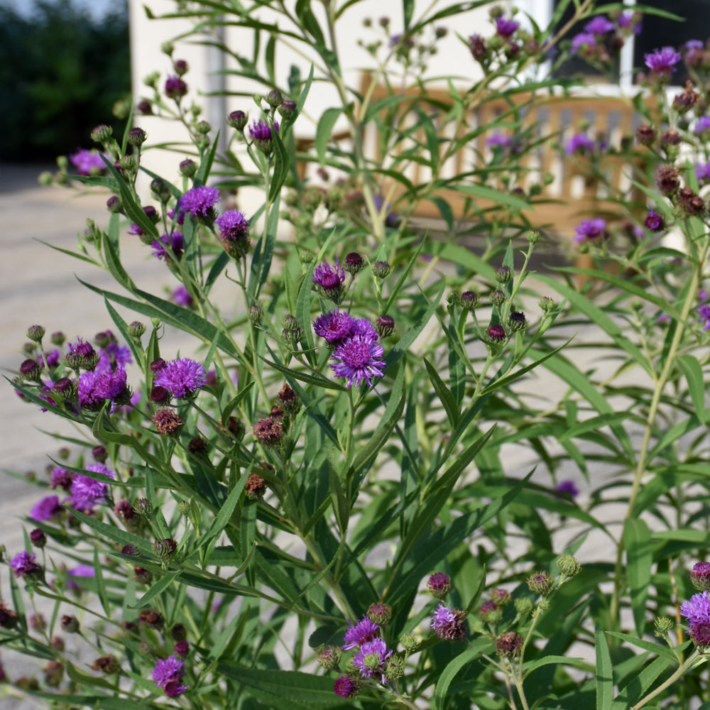 New York Ironweed