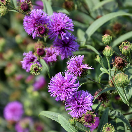 Vernonia noveboracensis